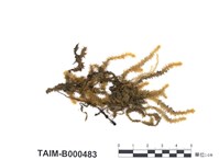 藏品(大灰氣苔)的圖片